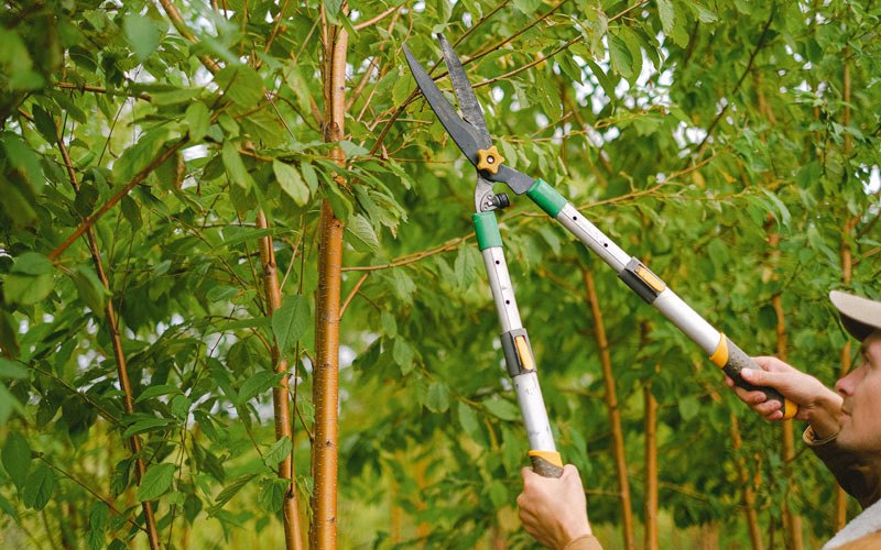 Tree trimming in Warren, OR